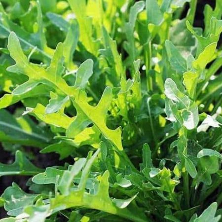 Arugula_wild