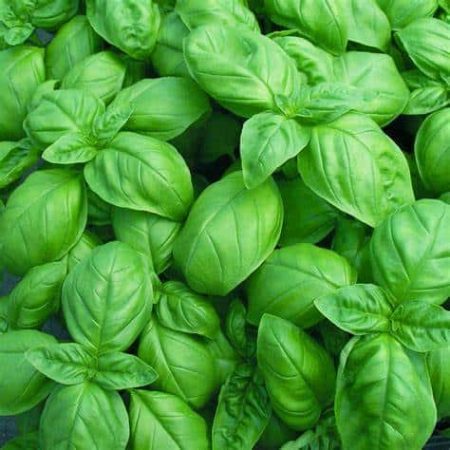 Basil italian large leaf