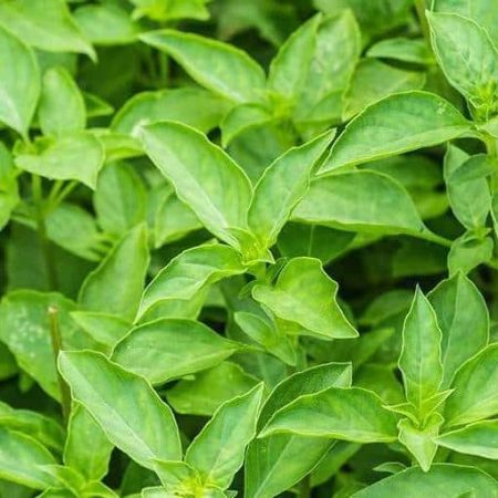 Basil lime