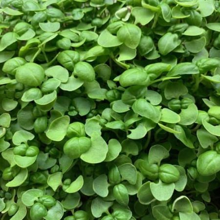 Basil microgreen