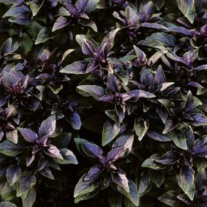 Basil purple