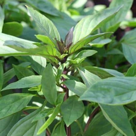 Basil siam queen