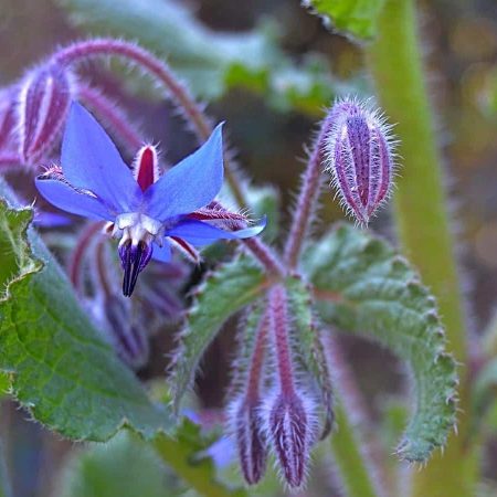 Borage 琉璃苣