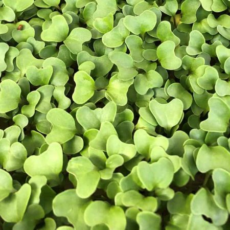 Broccoli microgreen