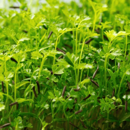 Chervil Microgreens 細葉芹微菜苗2
