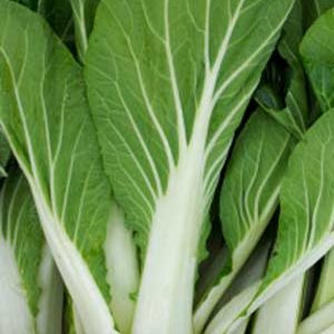 Chinese cabbage