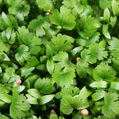 Cilantro microgreens