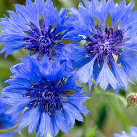 Cornflower 矢車菊