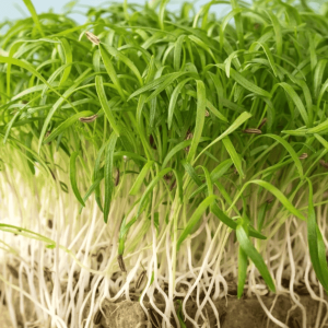 Fennel Microgreens 茴香微菜苗2