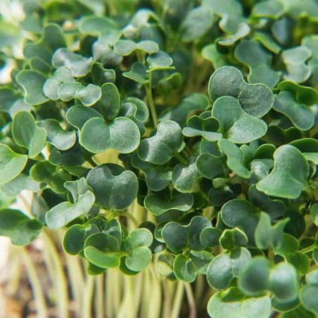 Kale microgreens