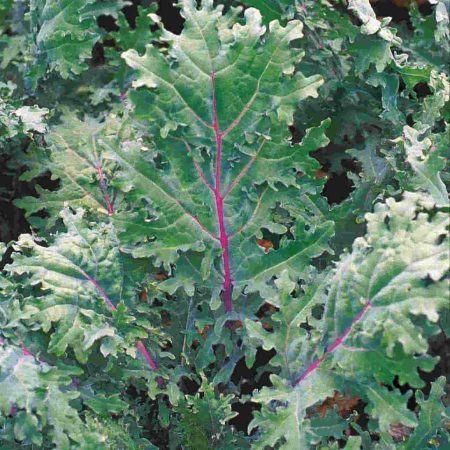 Kale red russian