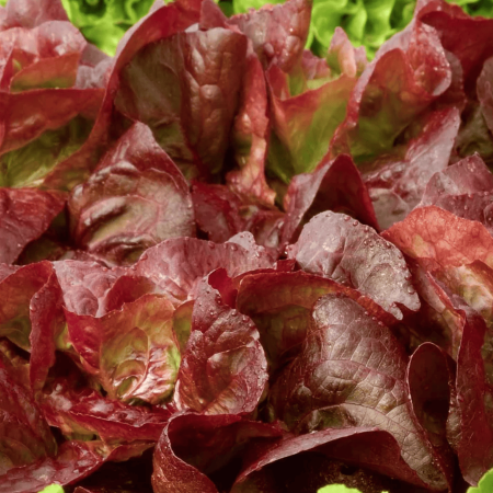 Lettuce, Red Romaine 紅羅馬生菜