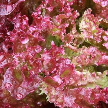 Lettuce lollo rosso