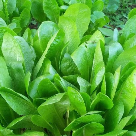 Lettuce romaine