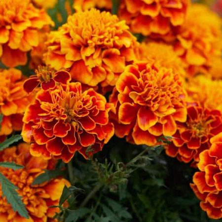 Marigold