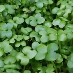 Mustard microgreen