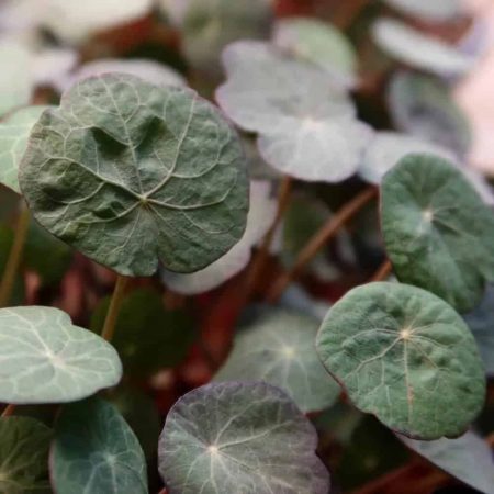 Nasturtium microgreen2