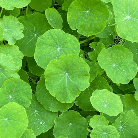 Nasturtium 旱金蓮