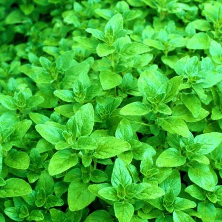 Oregano