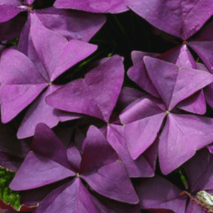 Oxalis triangularis