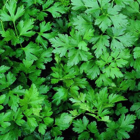 Parsley