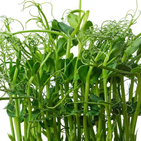 Pea Shoots Microgreen (2)