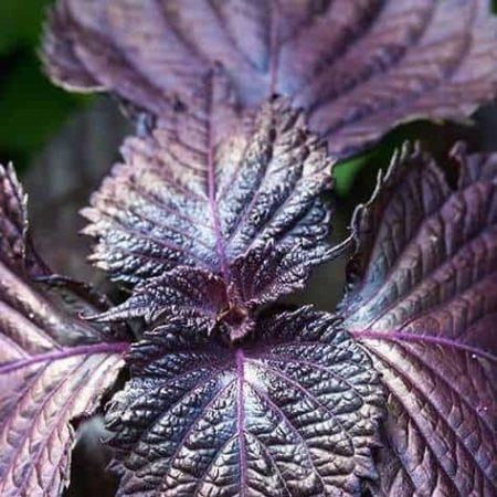 Purple shiso