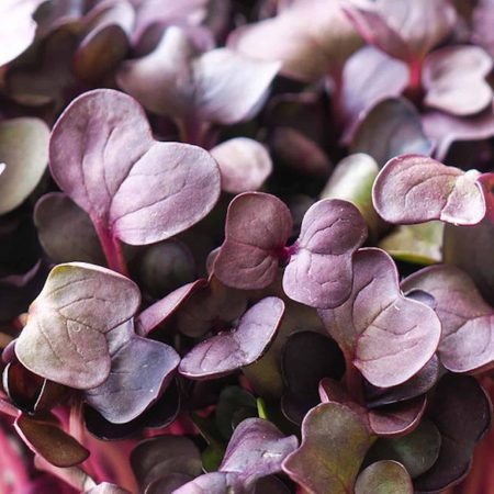 Radish microgreen