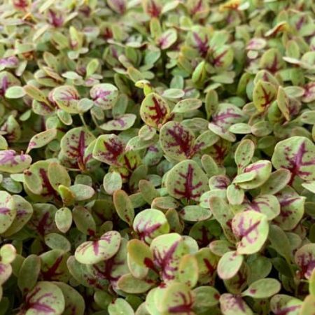 Red-veined sorrel microgreen