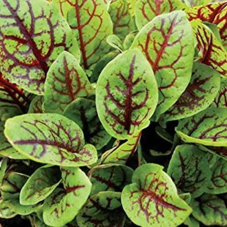 Red-veined sorrel