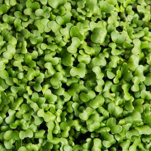 Salad Mix Microgreen