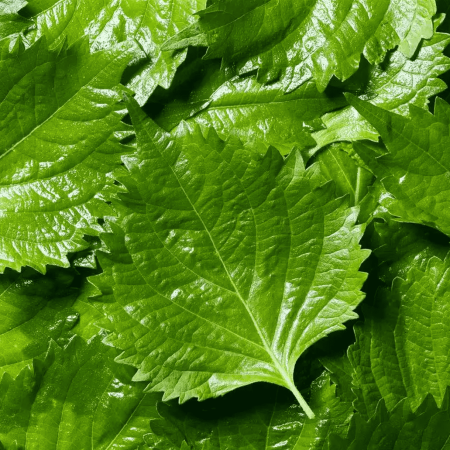 Shiso, Green 青紫蘇