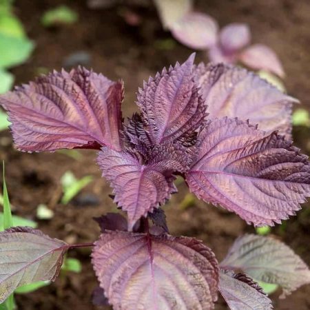 Shiso, Perilla Purple 紫蘇