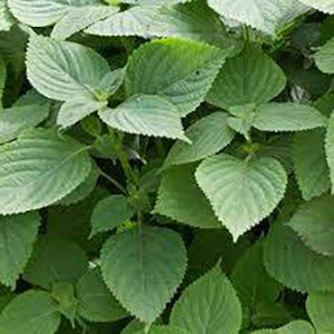 Shiso-green