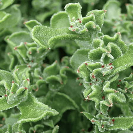 ICE PLANT