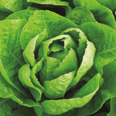 Lettuce Romaine
