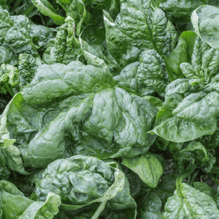 Spinach, Giant Nobel