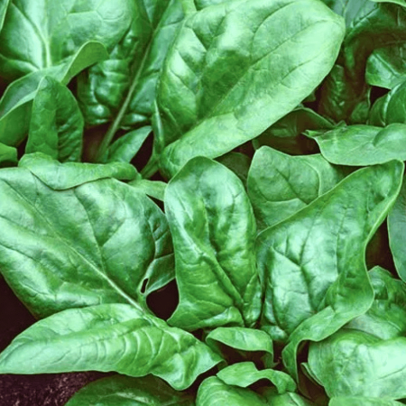Spinach, Large Leaf