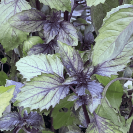 Snipaste_2025-07-11_13-08-40