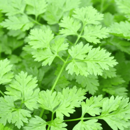 Chervil, Curled