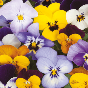 Viola, Tricolor