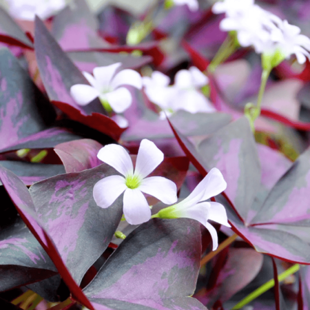 Oxalis, Triangularis
