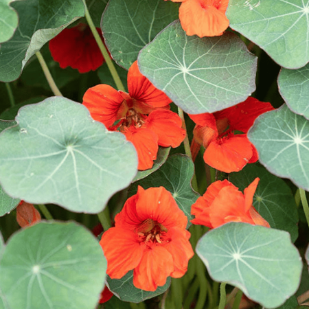 Nasturtium