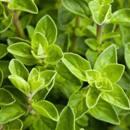 Snipaste_2025-07-11_13-26-52