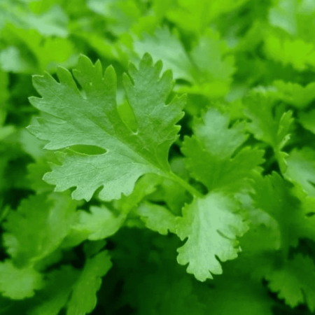 Parsley, Dark Green