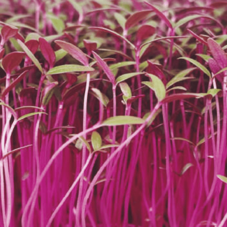 Amaranth Microgreens