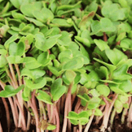 Mustard Microgreens
