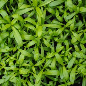 Tarragon Microgreens 龍蒿微菜苗 2