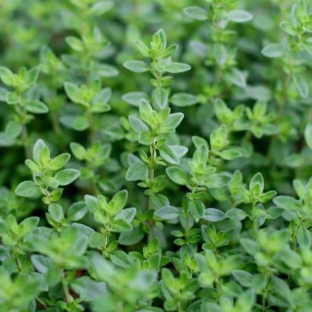 Thyme